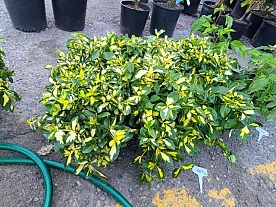Plants - Trees, Shrubs, Flowers image